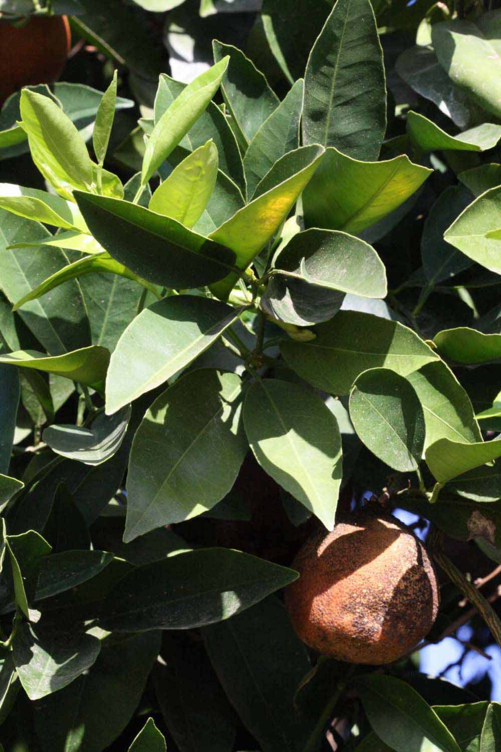              Sun leaves (Riverside, CA)       